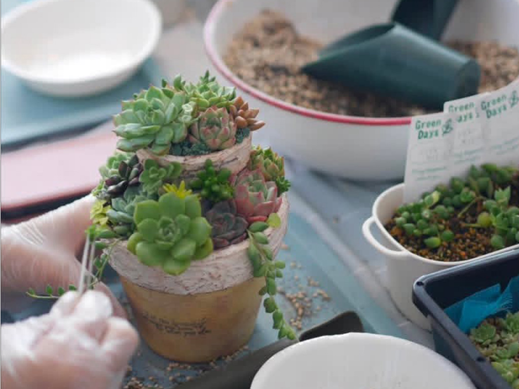 多肉植物寄せ植え