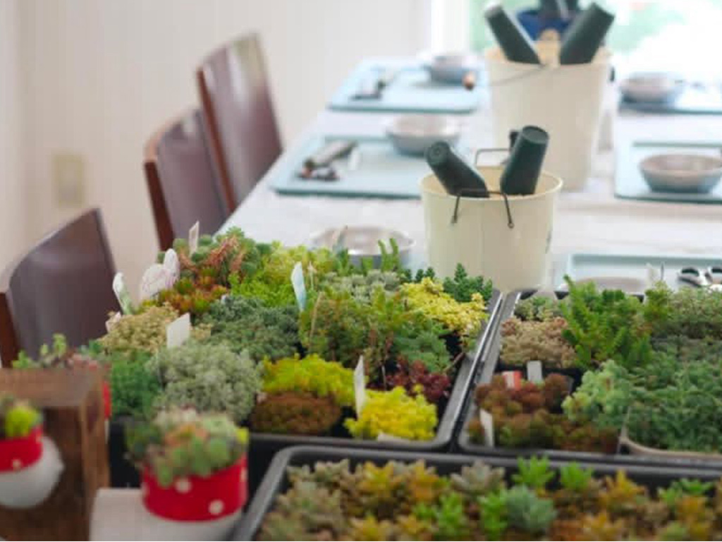 多肉植物寄せ植え