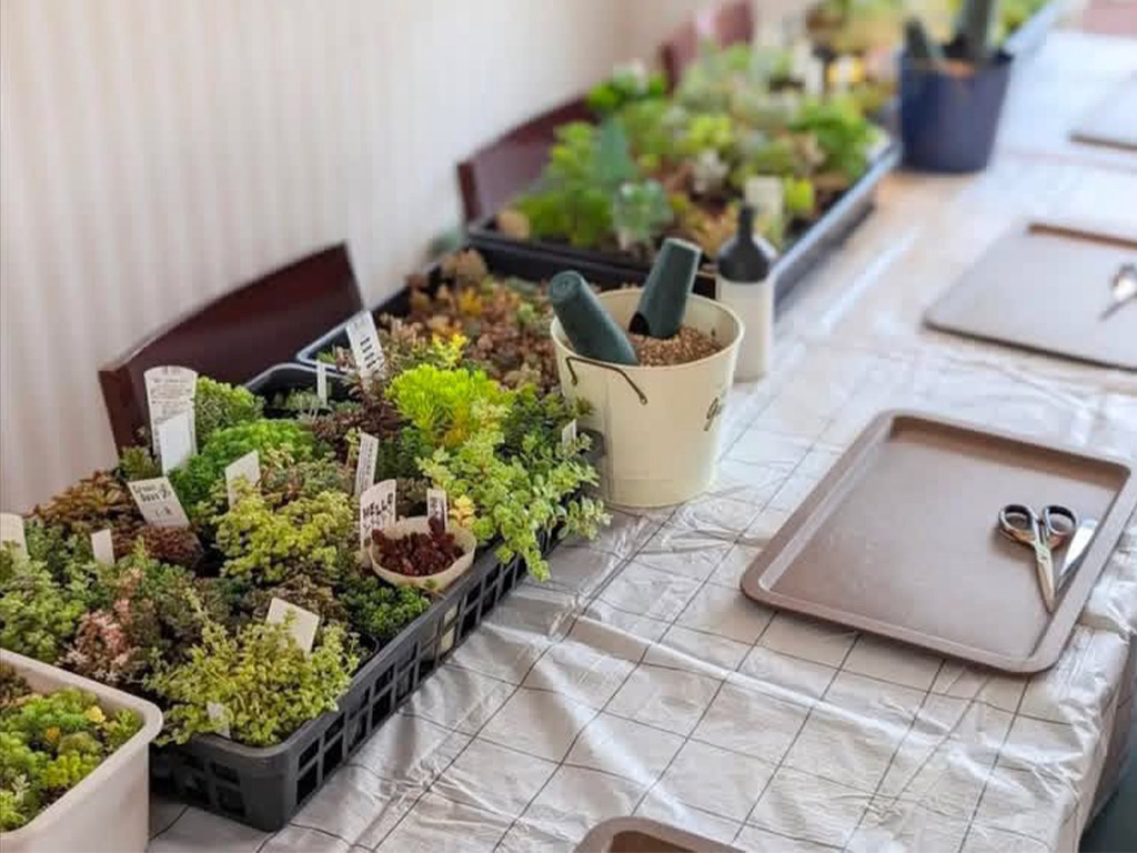 多肉植物寄せ植え