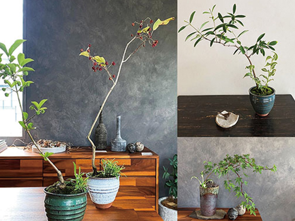 デモンストレーション 盆栽