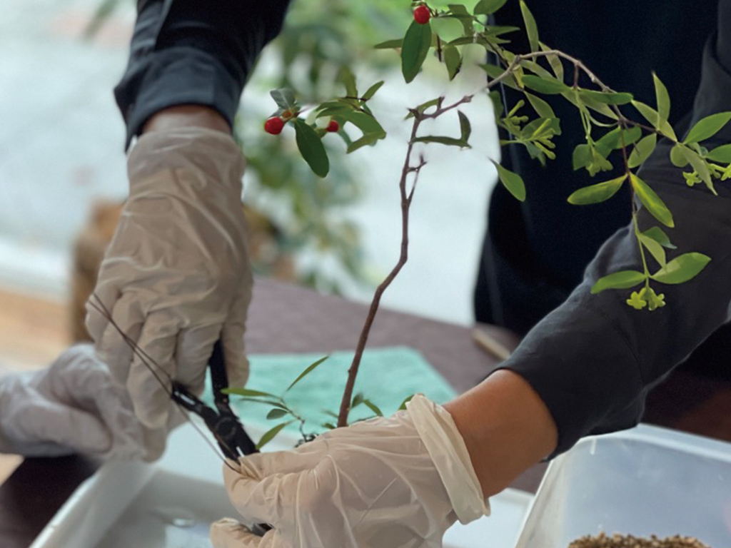 デモンストレーション 盆栽