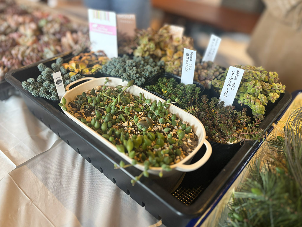 本店「多肉しめ縄リース」ワークショップレポート