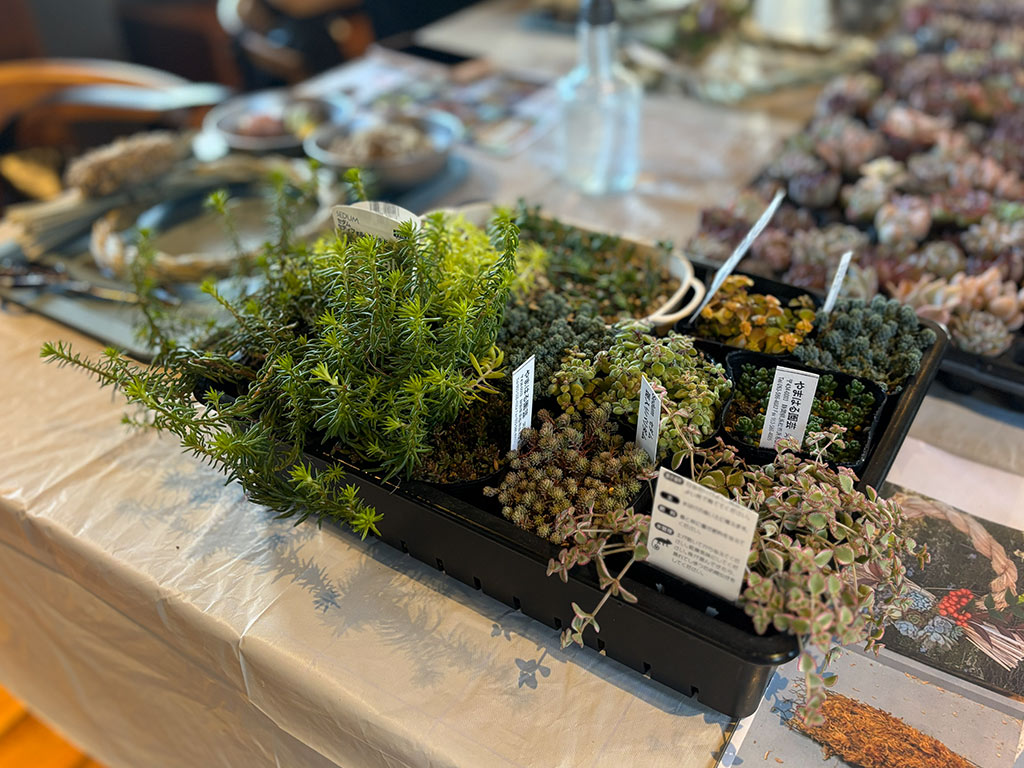 本店「多肉しめ縄リース」ワークショップレポート