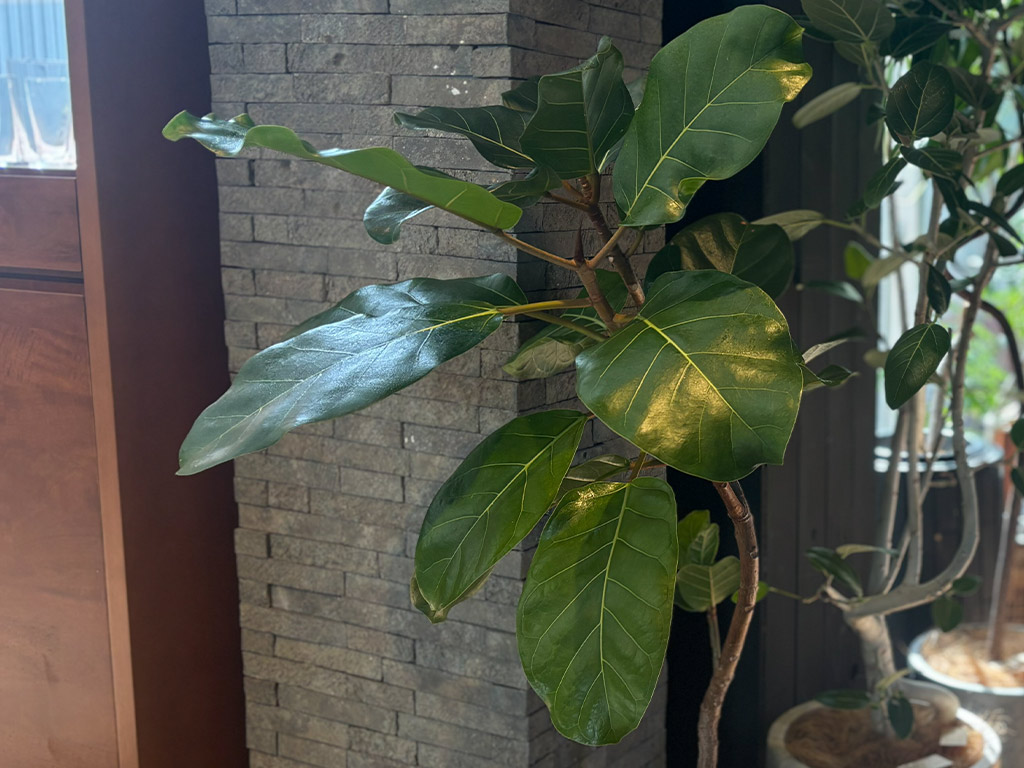 フィカス・アフリカンプリンス