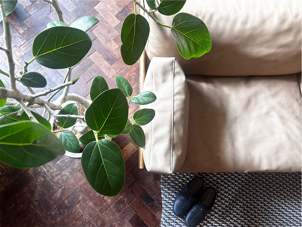 SALAとベンガレンシス