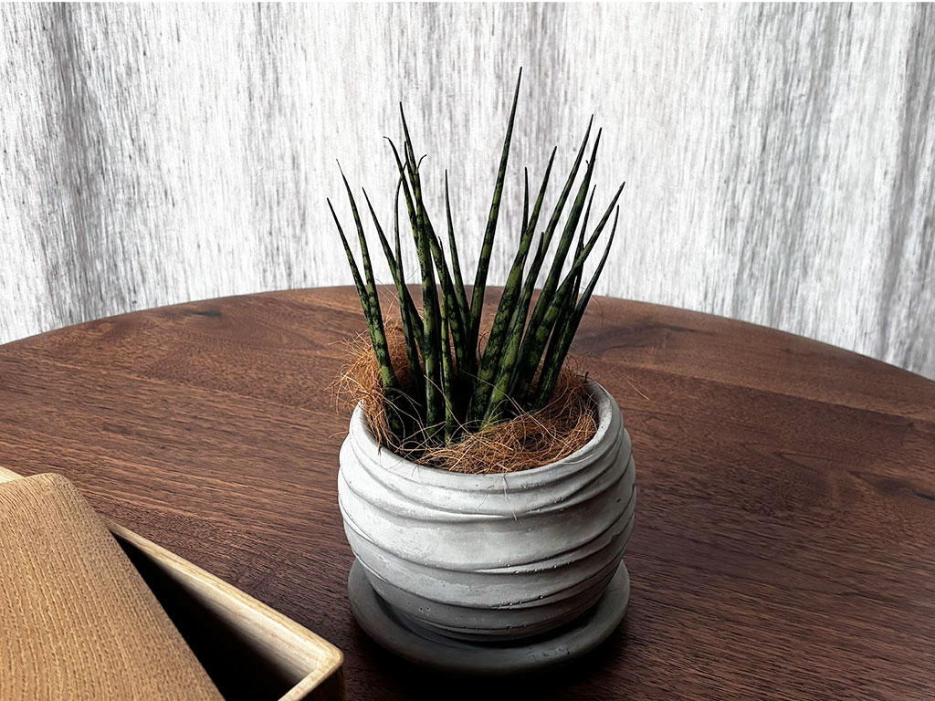 STECCATOコーヒーテーブルとサンスベリア