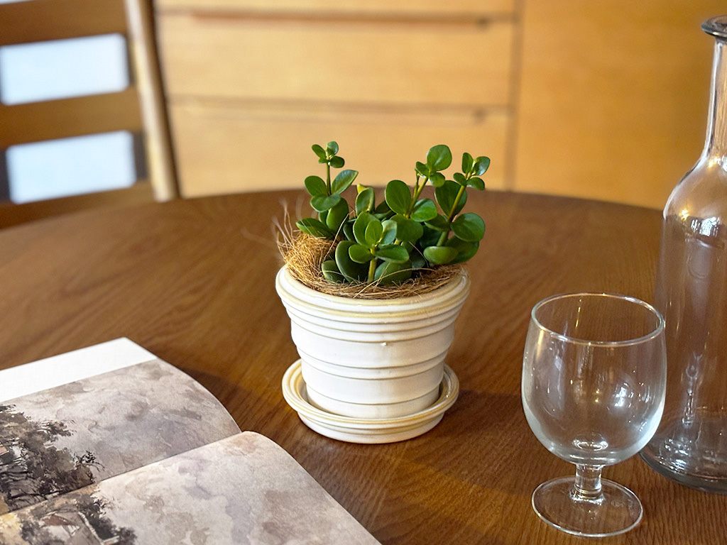 ペペロミアホープ