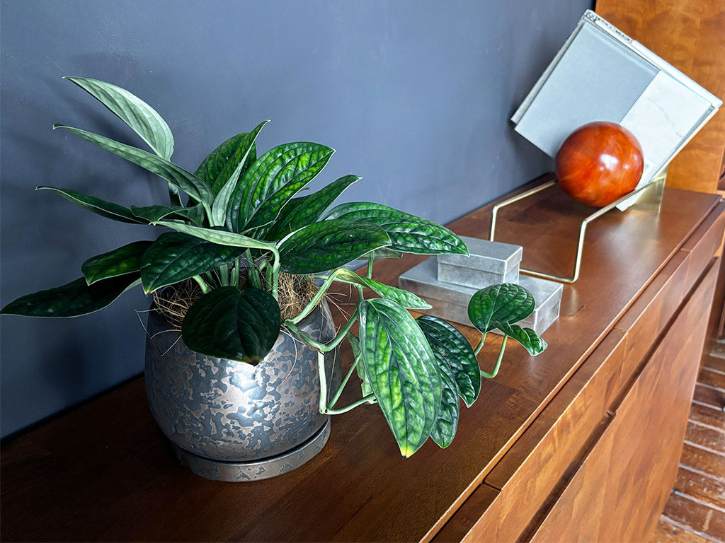 サイドボードにモンステラジェイドシャトルコック