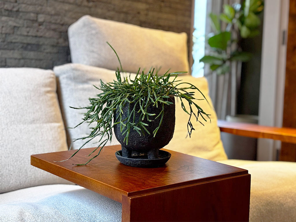 リプサリスとPUROサイドテーブル