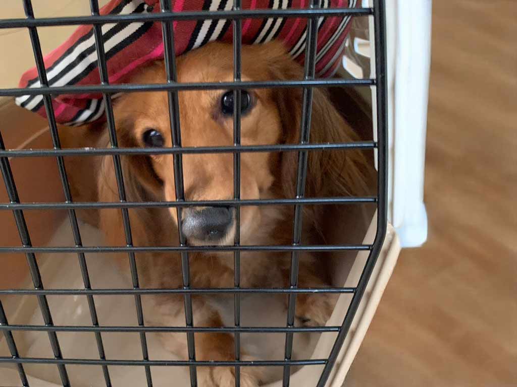 犬ケージ避難